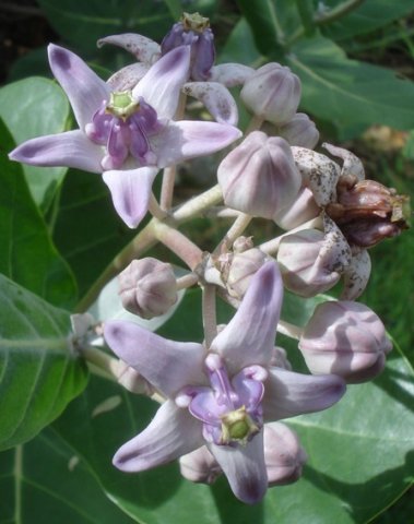 Calotropis gigantea